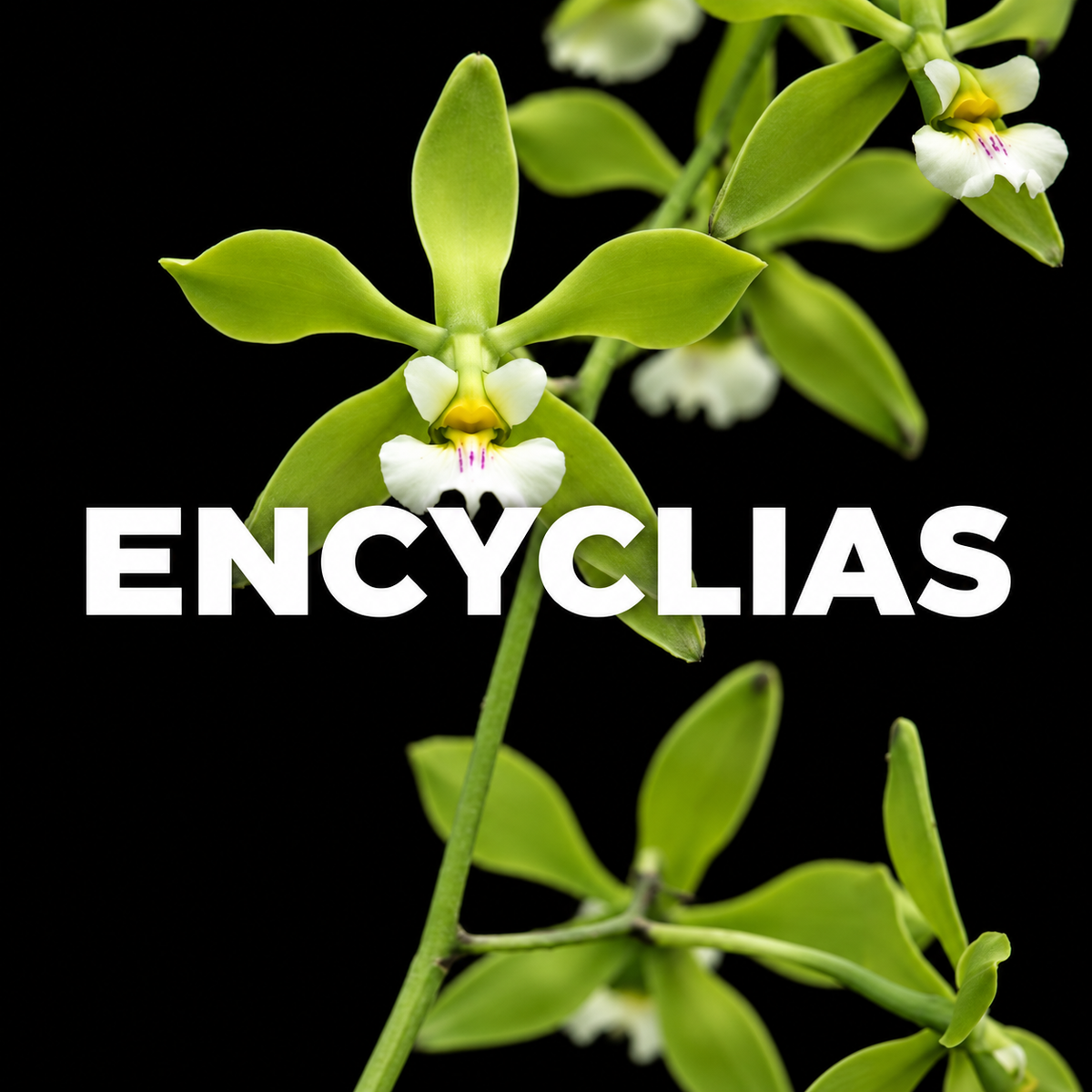 Encyclias
