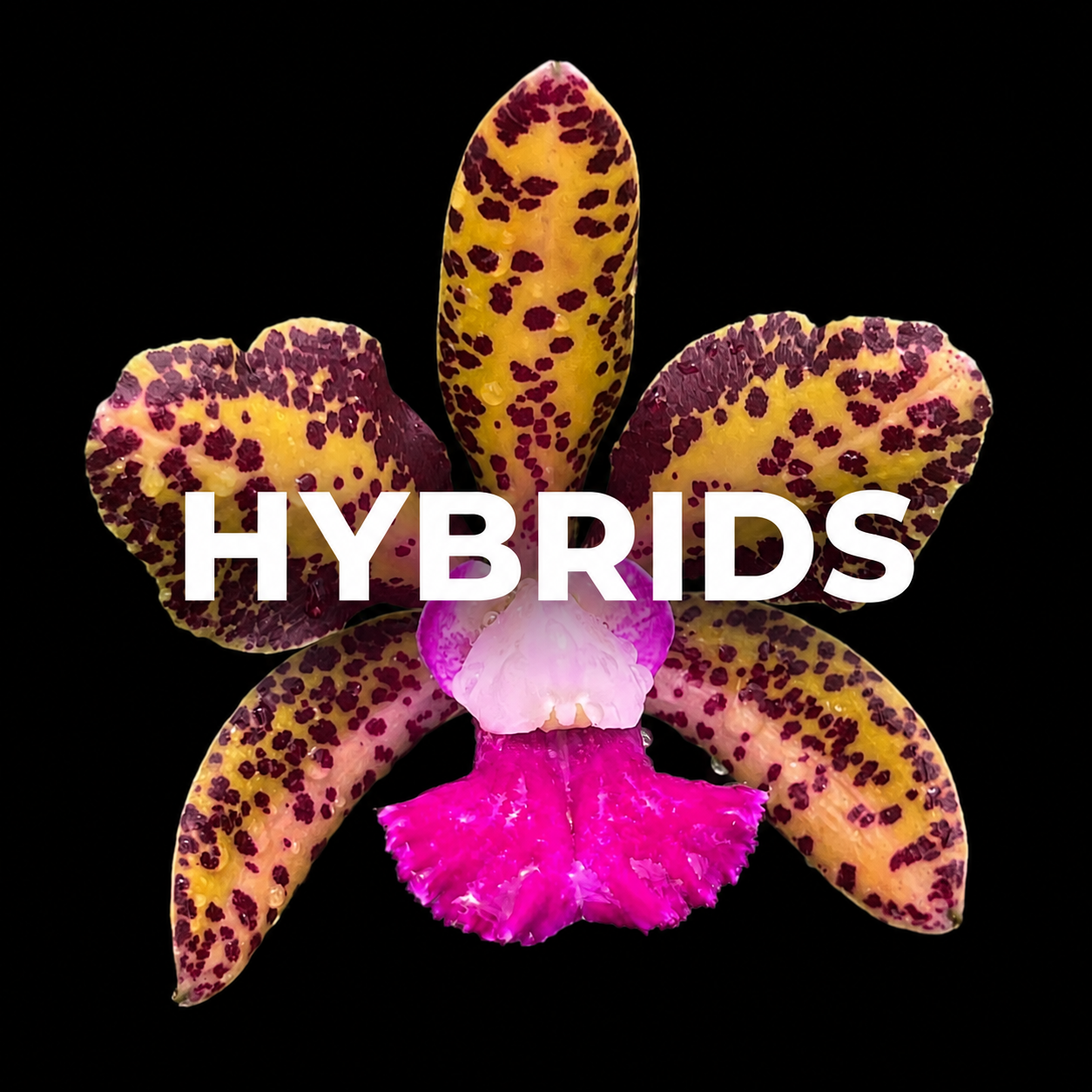 Hybrids