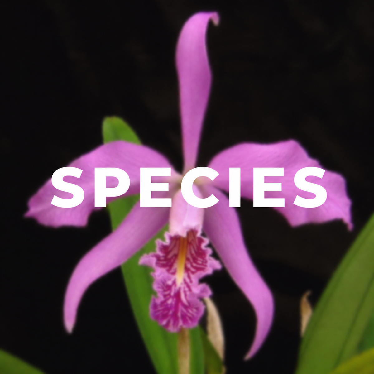 Species