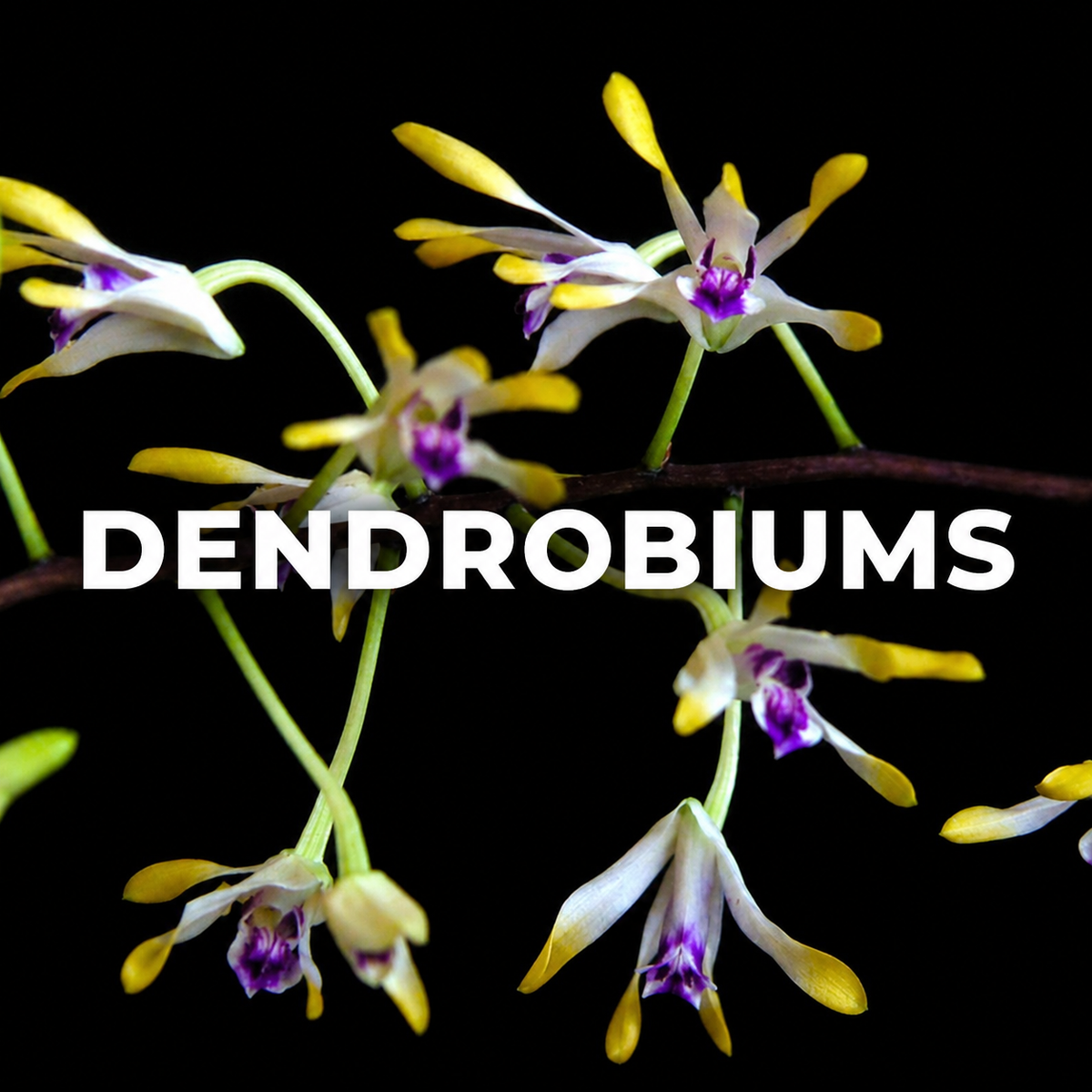 Dendrobiums