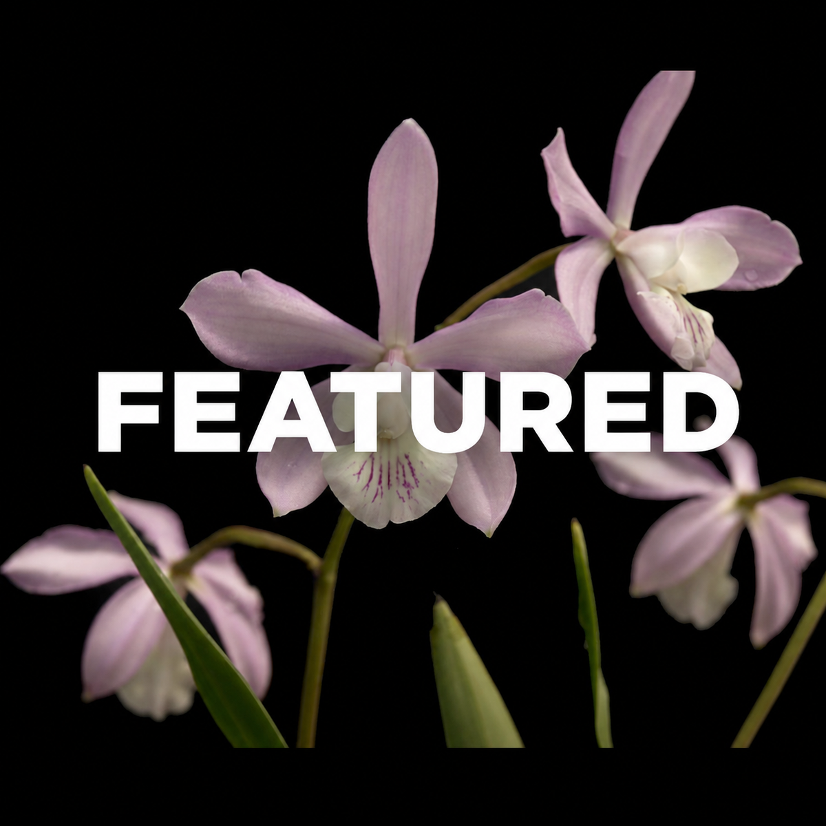 Featured Orchids