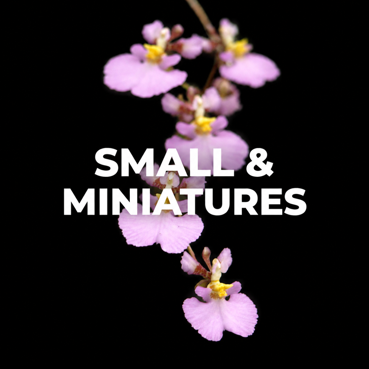 Small and Miniature Orchids
