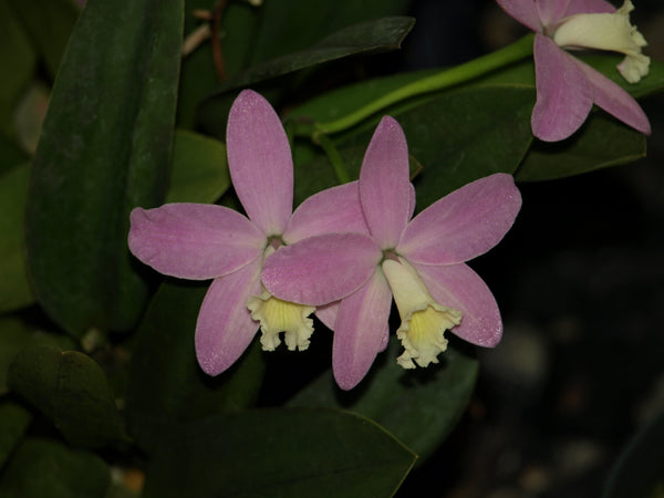 Cattleya Mini Beau