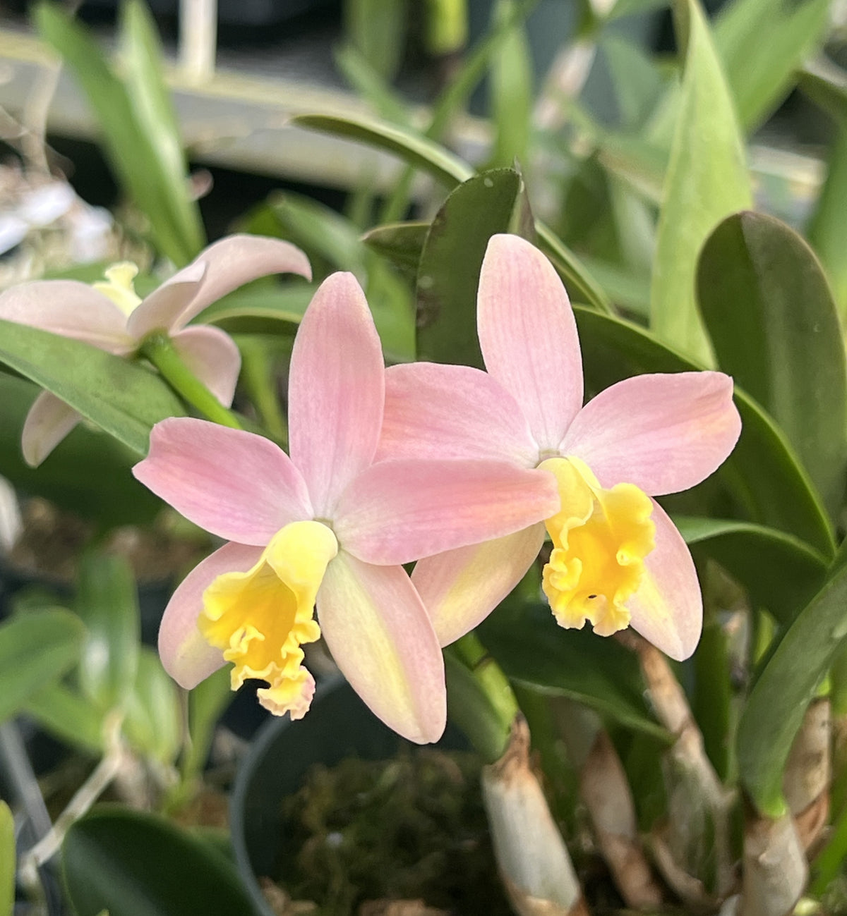 Cattleya Mini Beau