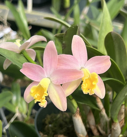 Cattleya Mini Beau