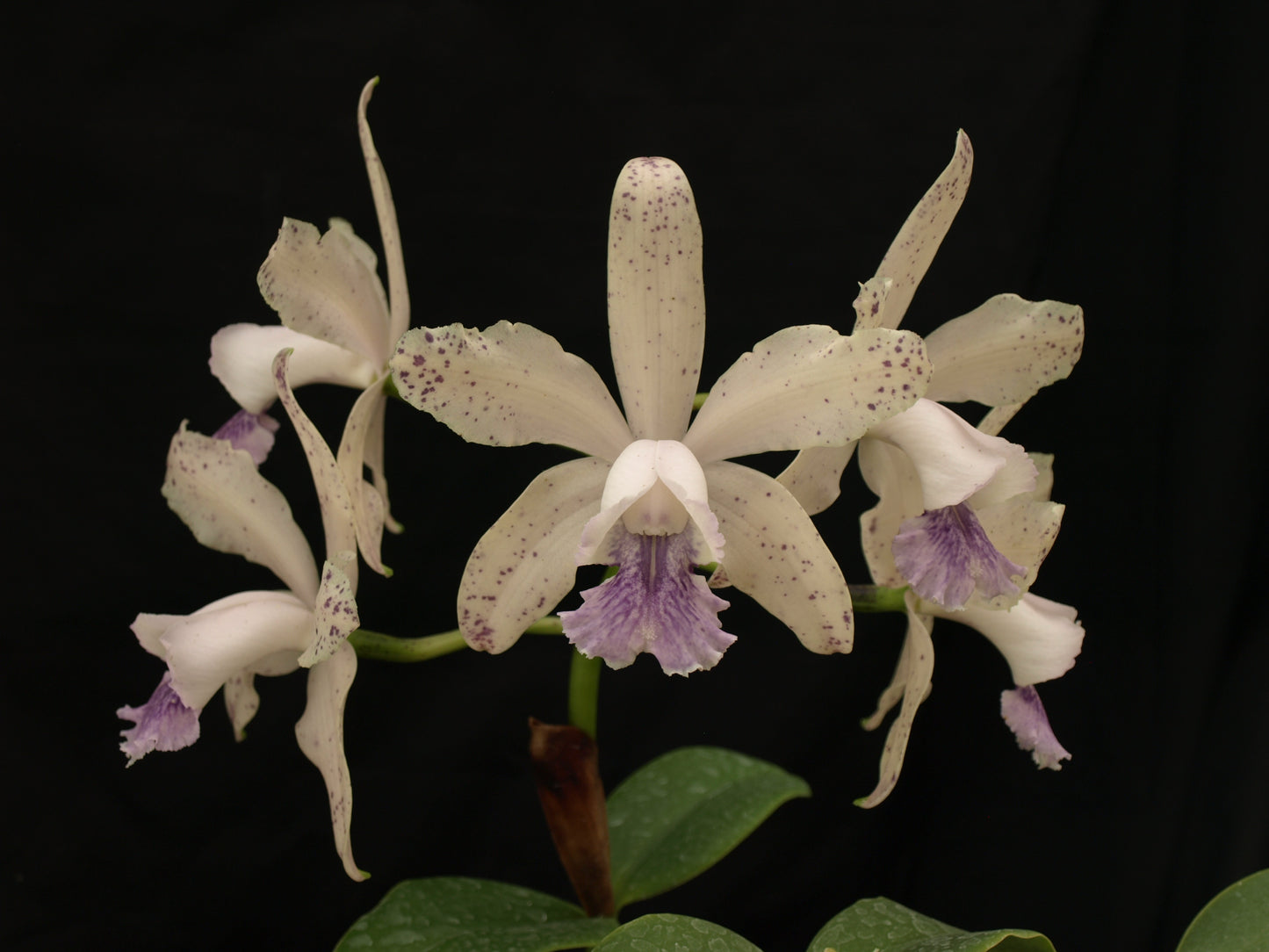Cattleya DiPozzi Tiziano