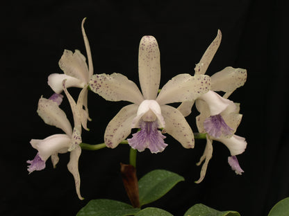 Cattleya DiPozzi Tiziano