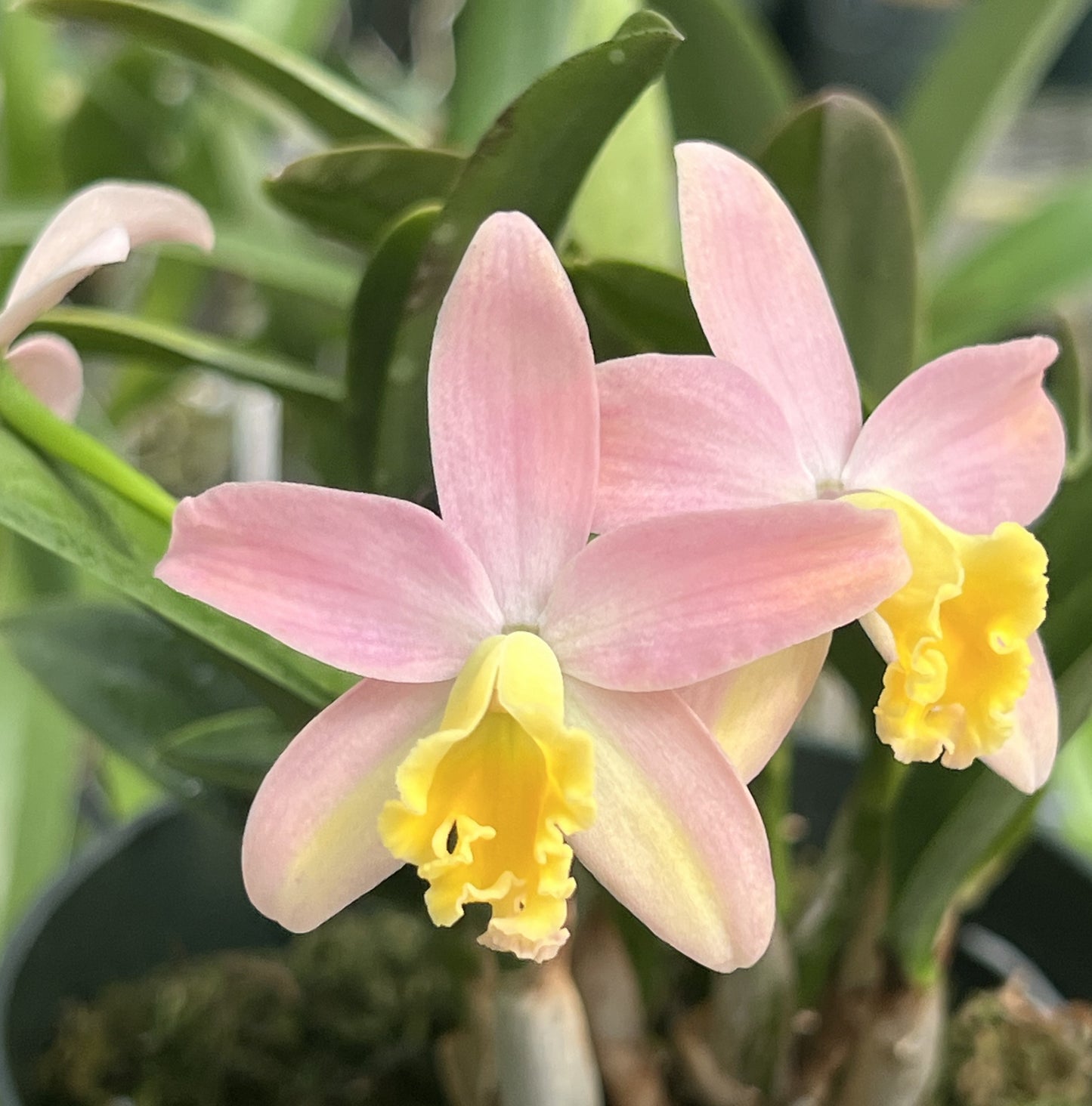 Cattleya Mini Beau