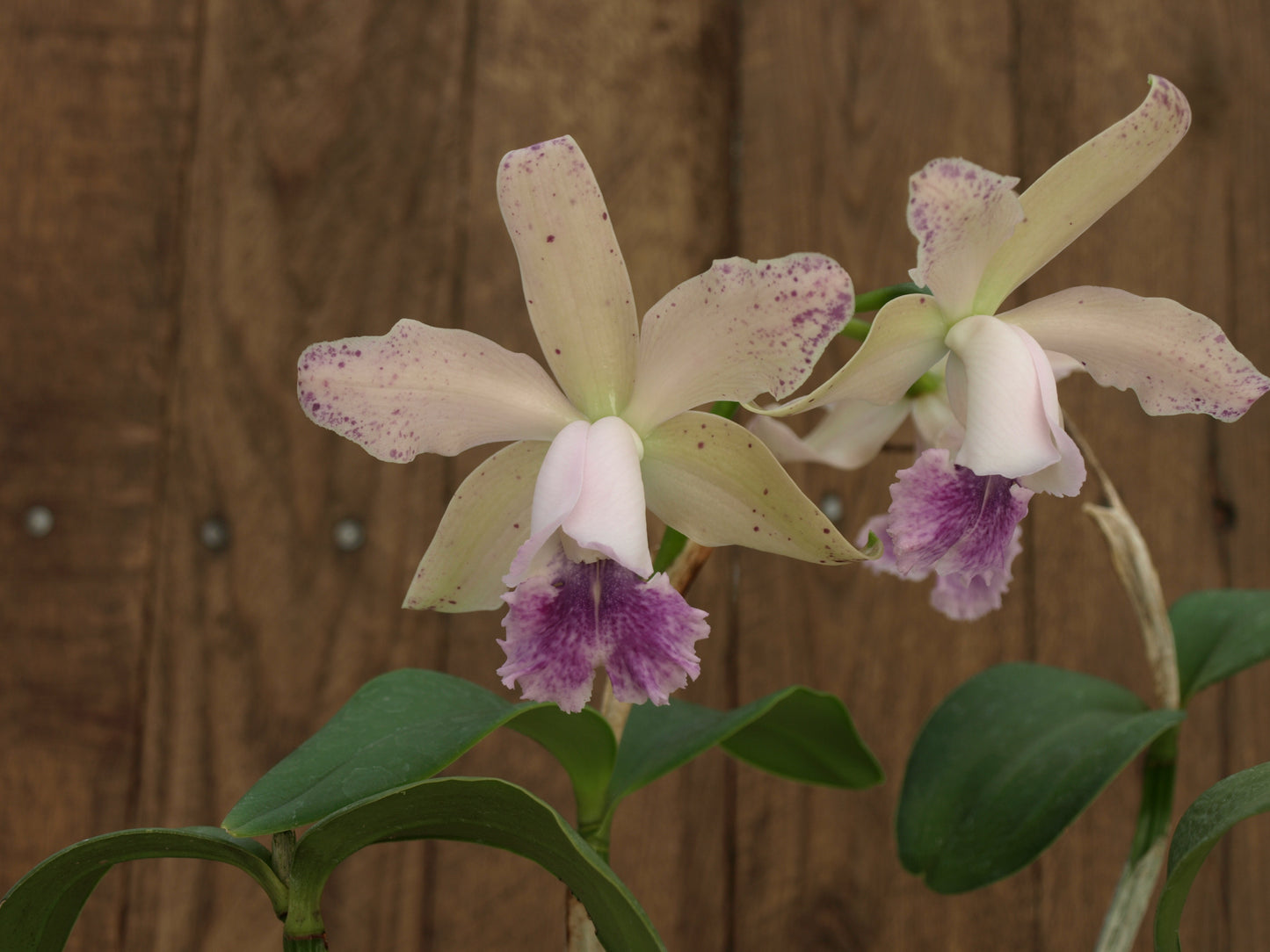 Cattleya DiPozzi Tiziano