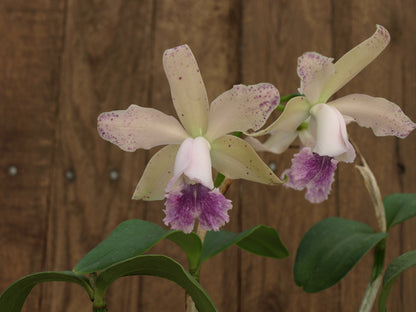 Cattleya DiPozzi Tiziano