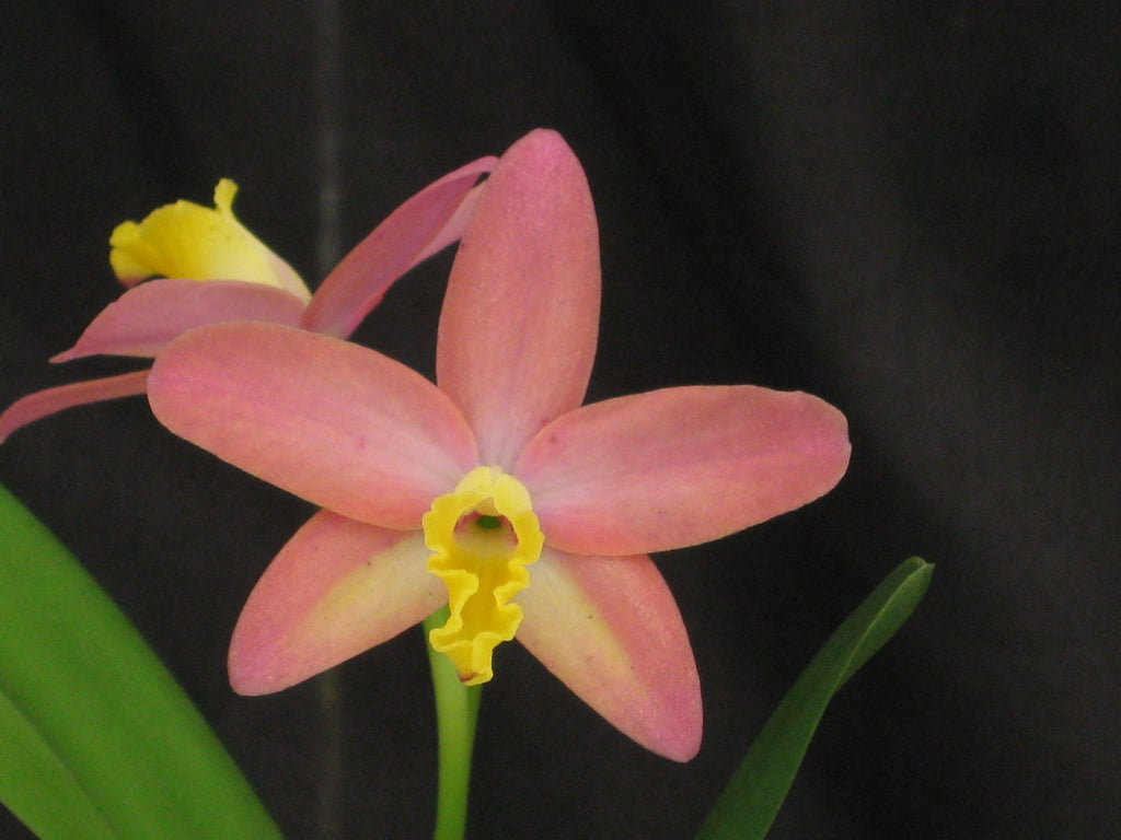 Cattleya Mini Beau