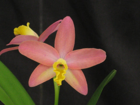 Cattleya Mini Beau