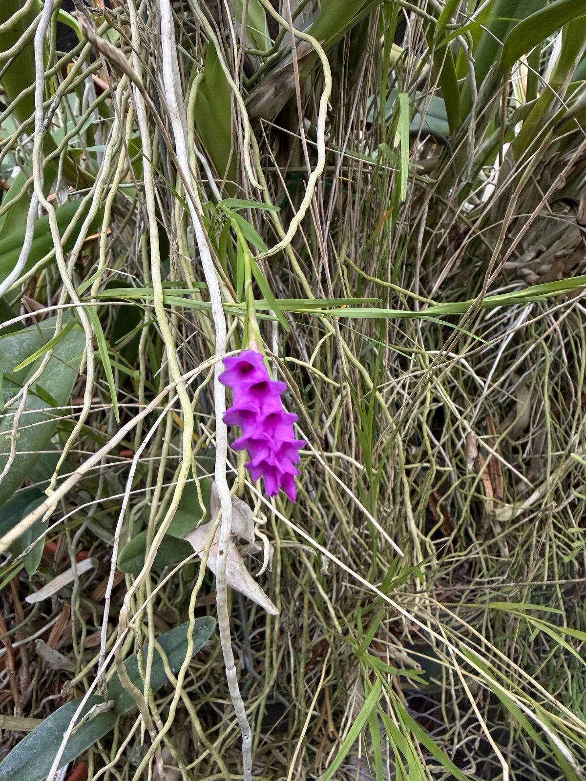 Isochilus carnosiflorus