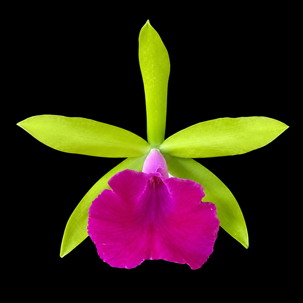 Provacatola (Pcv.) Winston's Wonder 'How About That' AM/AOS