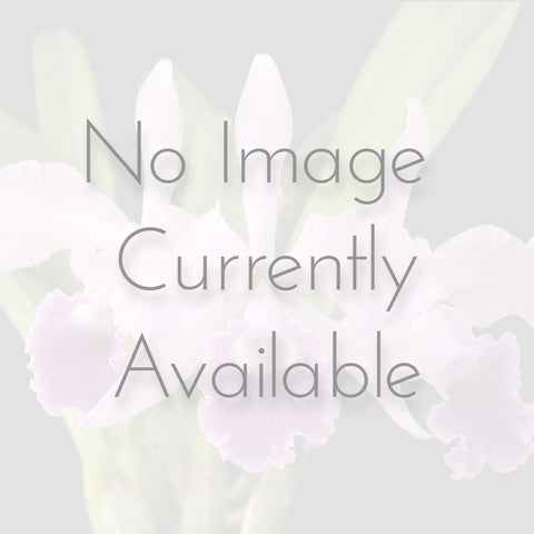 Phal. cornu-cervi var. pantherina