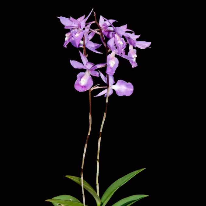 A Barkeria scandens orchid in bloom with pink flowers on two green inflorescences. 