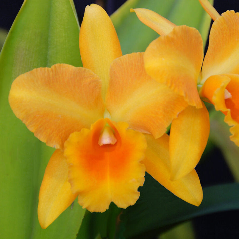BLC. Bouton D’or ‘Halcyon’ AM/AOS x BLC. Hawaiian Discovery