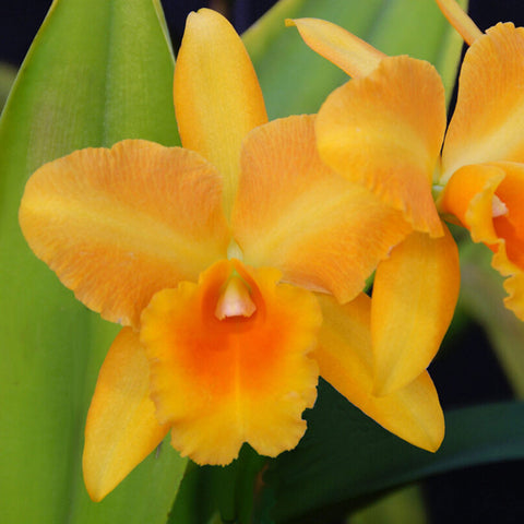 BLC. Bouton D’or ‘Halcyon’ AM/AOS x BLC. Hawaiian Discovery