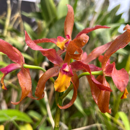 Rhyncattleanthe Guess What ‘Anda’ x Laelia lueddemannii