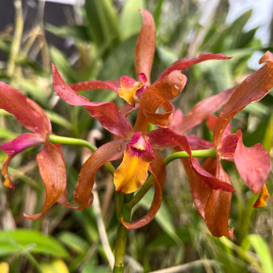 BLC. Guess What ‘Anda’  x Schom. lueddemannii