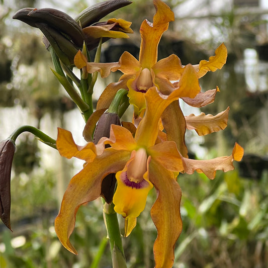 BLC. Guess What ‘Anda’  x Schom. lueddemannii