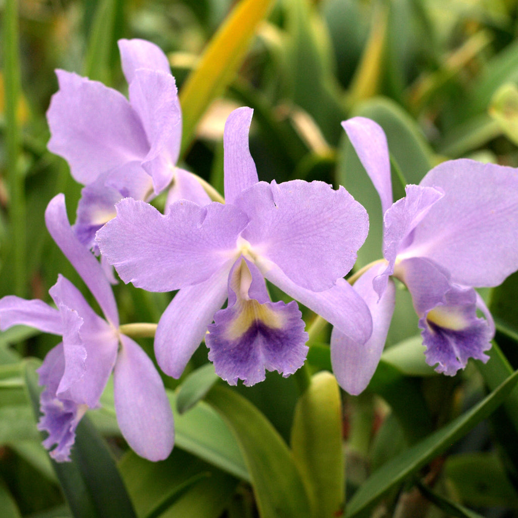 BLC. Lois McNeil ‘Ace’