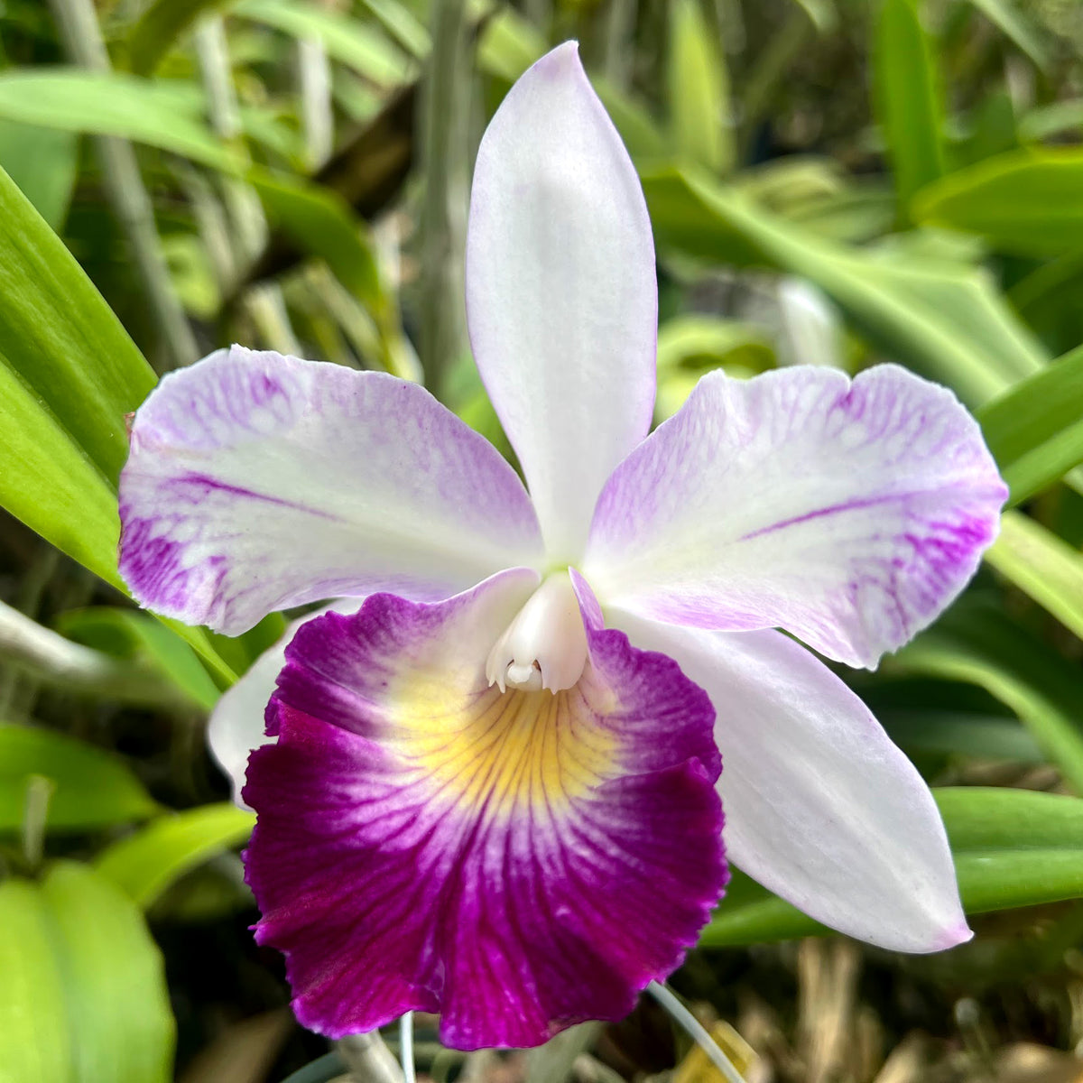 BLC. Mari's Glory 'H&R'
