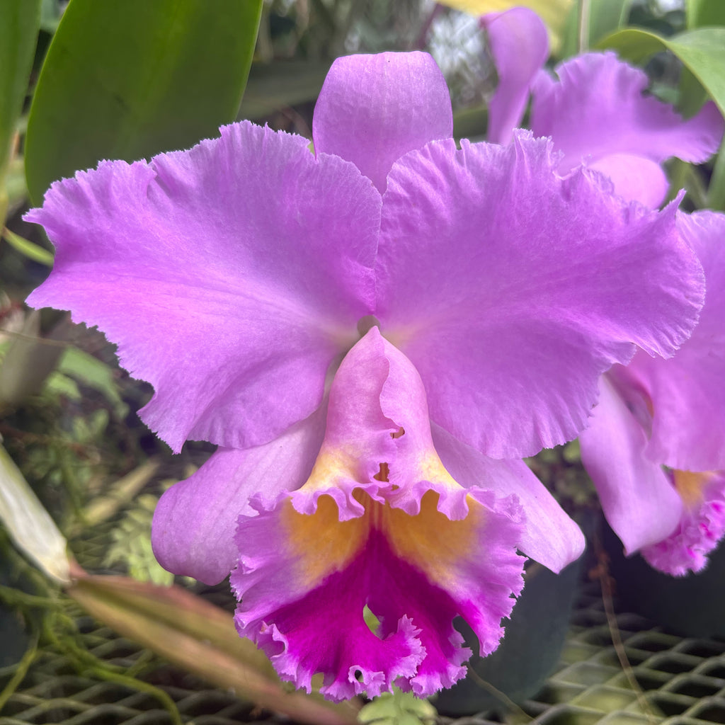 BLC. Tribute 'Independence Day' AM/AOS x BLC. Donna Kimura 'Paradise Tami' AM/AOS