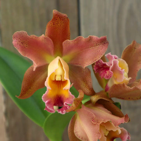 BLC. Waianae Leopard 'Ching Hua' HCC/AOS x BLC. Waianae King 'Orchidheights' AM/AOS