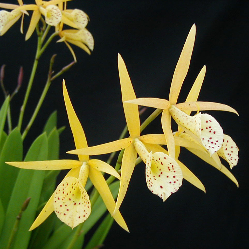 BL. Yellow Bird (4N)