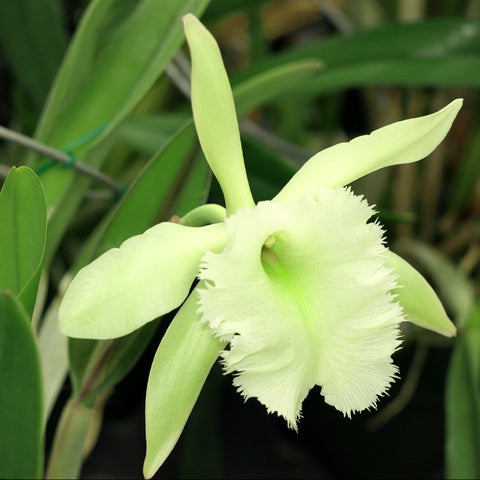 B. Aristocrat 'Snowy Owl'