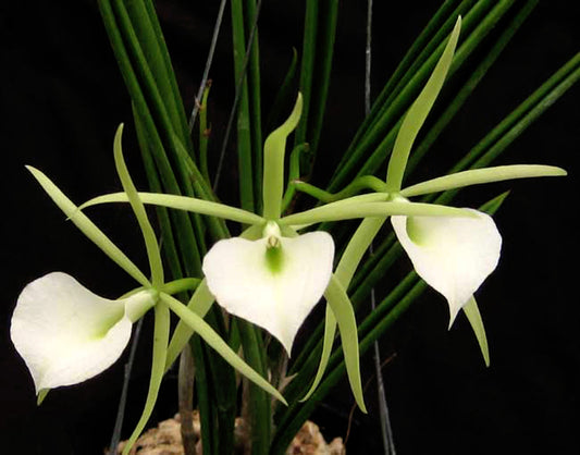 Brassavola tuberculata (B. tuberculata)