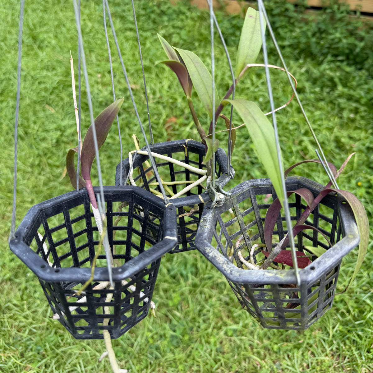 Three small black plastic hanging baskets containing green and burgundy Barkeria orchids suspended by wire outdoors on a grassy lawn with a wooden fence in the background.