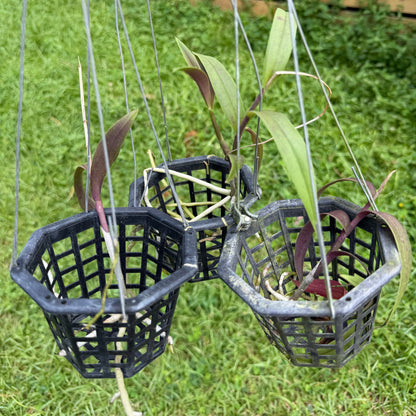 Three small black plastic hanging baskets containing green and burgundy Barkeria orchids suspended by wire outdoors on a grassy lawn with a wooden fence in the background.