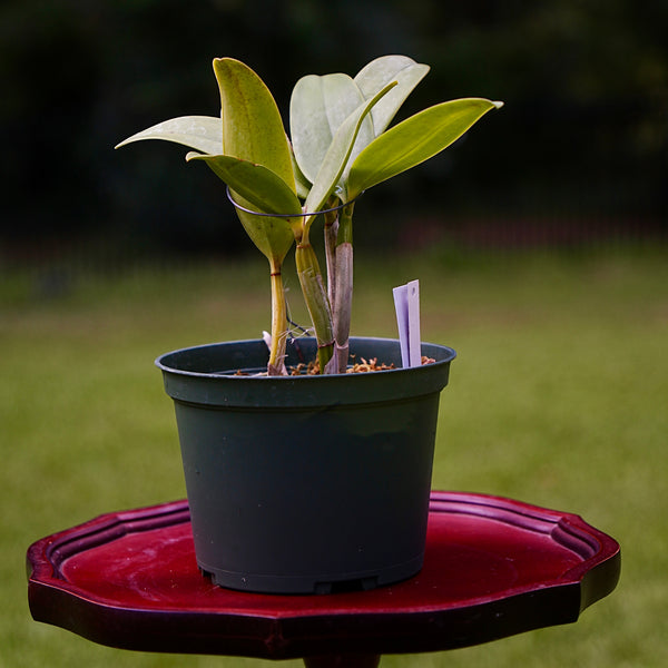Cattleya Jewell’s Heavenly Mist (C. Jewell's Heavenly Mist)