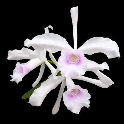 Three white Cattleya purpurata orchids with pink-purple centers and a small green leaf, photographed against a solid black background.