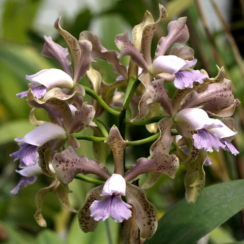 C. Leoloddiglossa coerulea