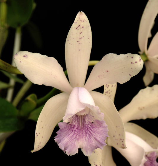 Cattleya DiPozzi Tiziano ‘JO Spots’