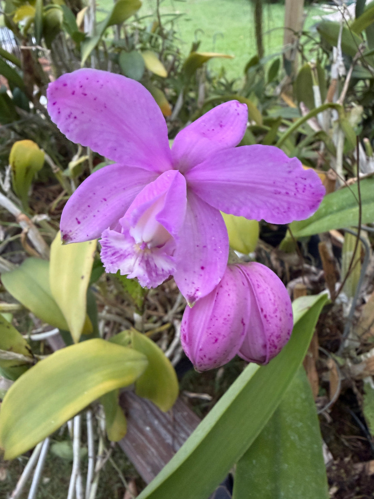 Cattleya Jewell's Dottie Diamond