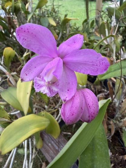 Cattleya Jewell's Dottie Diamond