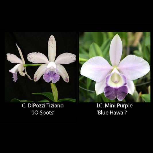 C. DiPozzi Tiziano 'JO Spots' x C. Mini Purple 'Blue Hawaii' AM/AOS