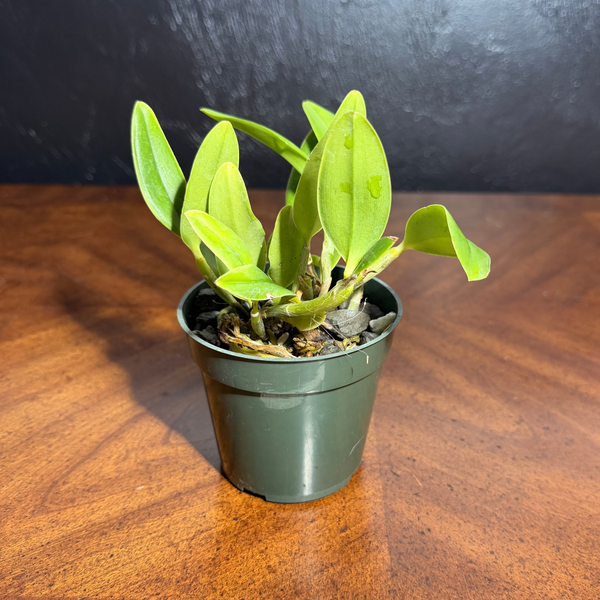 Cattleya Cariad's Mini-Quinee 'Dave's Delft Best' x C. DiPozzi Tiziano 'JO Spots'
