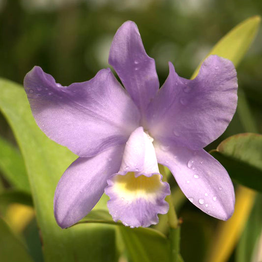 C. Haleahi Serenity