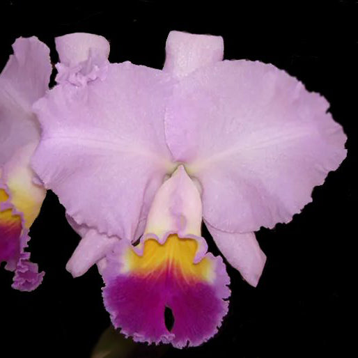 C. Horace