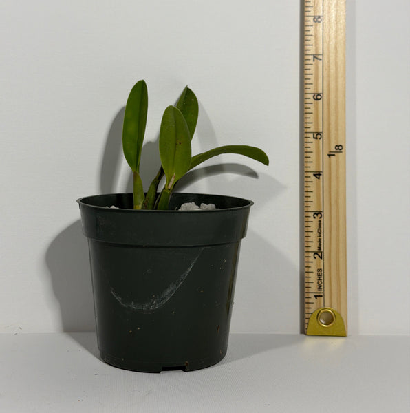 Cattleya Mini Beau