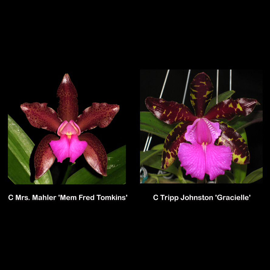 C. Mrs. Mahler 'Mem. Fred Tomkins' AM/AOS x C. Tripp Johnston 'Gracielle'
