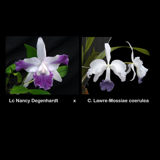 LC. Nancy Degenhardt var. coeruela x C. Lawre-Mossiae var. coerulea