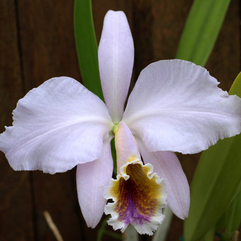 C. Peregrine x C. Alarcon