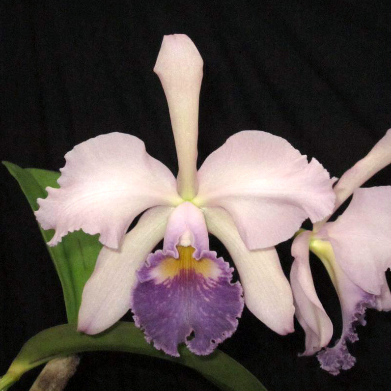 C. Whitei var. coerulea