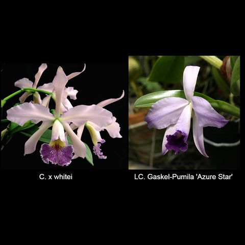 C. Whitei ‘#2’ X LC. Gaskel-Pumila ‘Azure Stars’